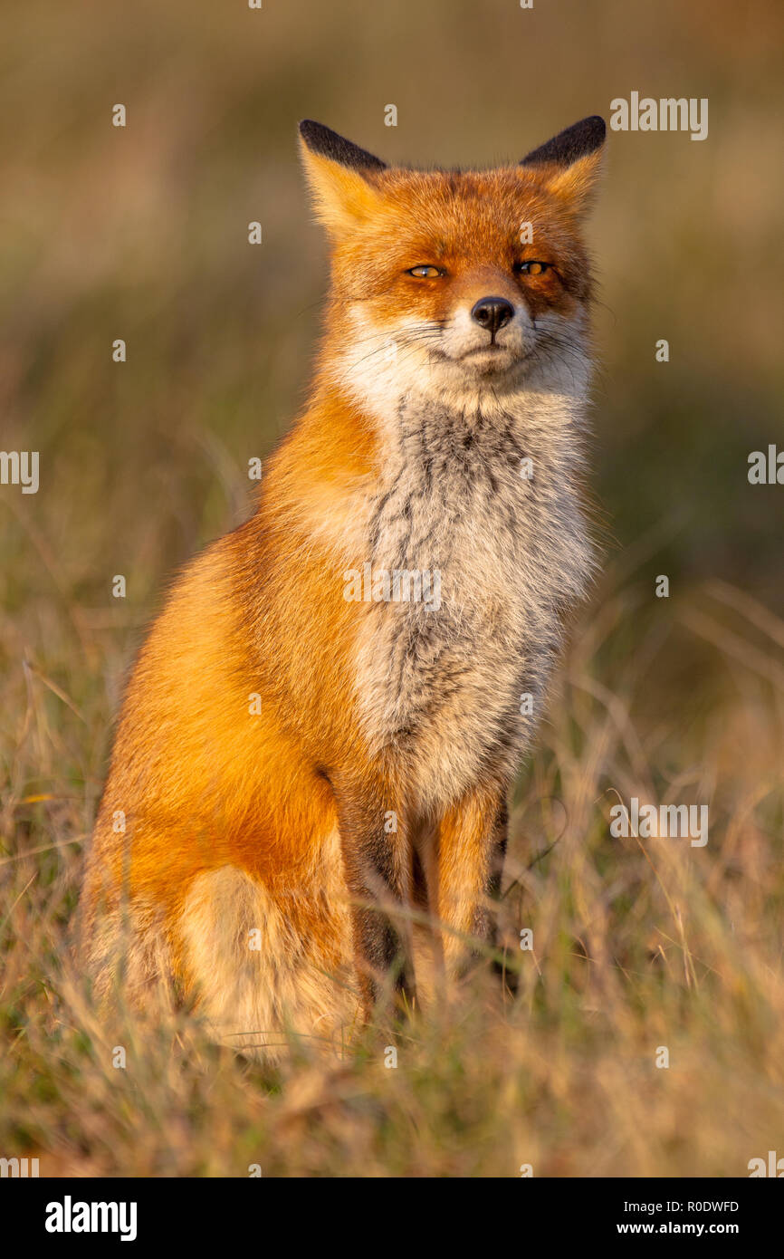 A full resolution portrait of a posing red fox male in natural environment. The beautiful wild animal of the wilderness. Shred looking in the camera.  Stock Photo