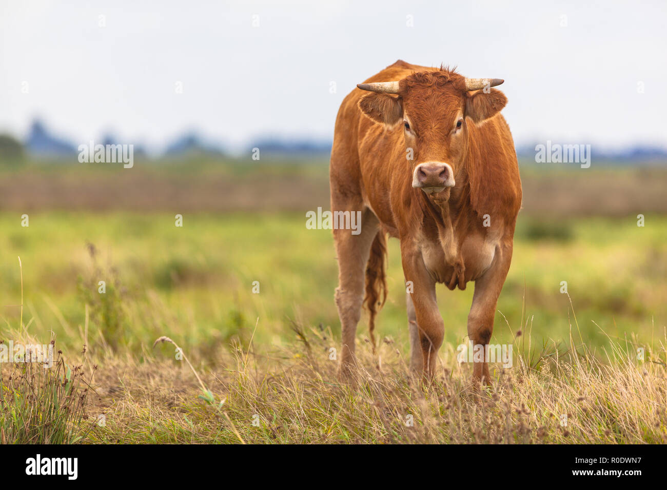 Portrait of a cow hi-res stock photography and images - Alamy