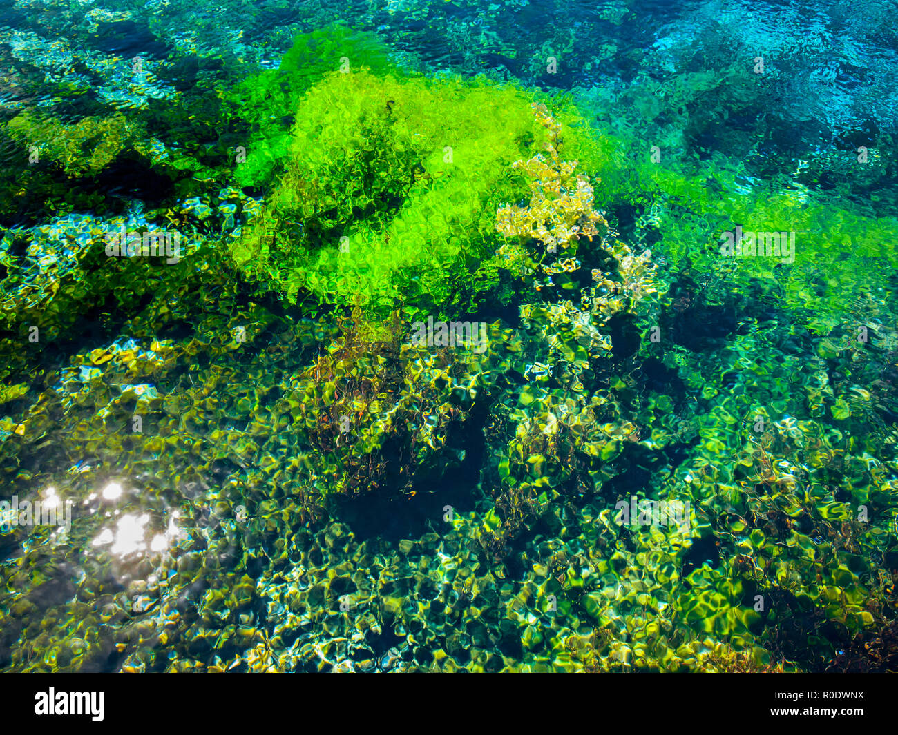 Abstract Background of Submersed Water Plants at Famous Pupu Springs in New Zealand Stock Photo