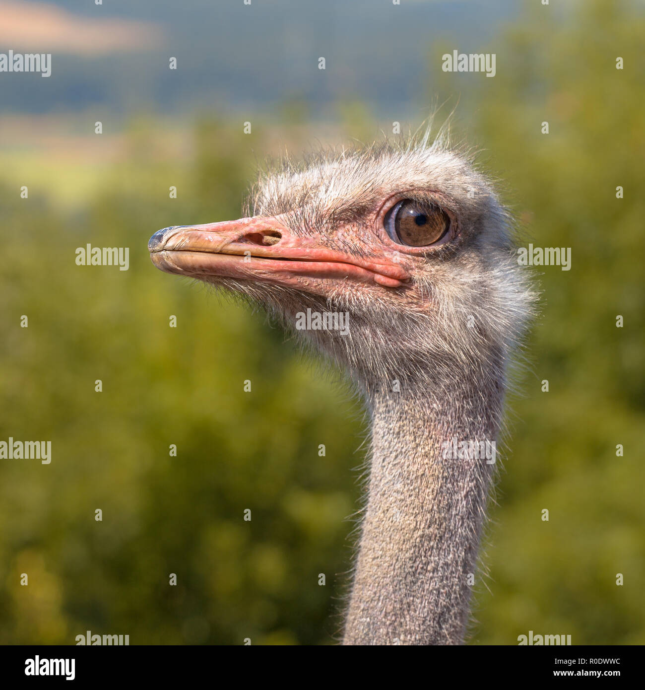 The Ostrich or Common Ostrich (Struthio camelus) is either one or two species of large flightless birds native to Africa Stock Photo