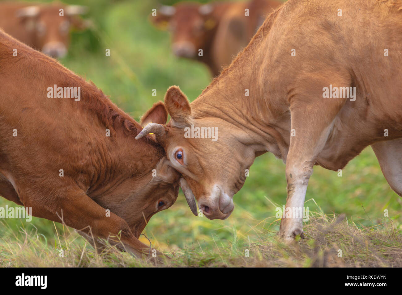 Romping Cows in a Grass Field Stock Photo