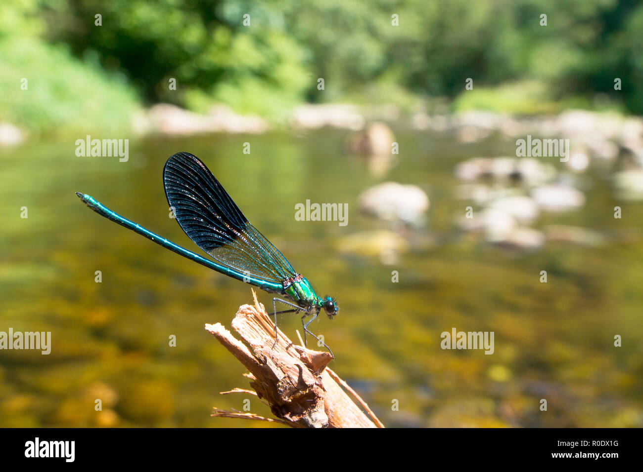 Closeup of a Male Banded Demoiselle Dragonfly (Calopteryx splendens) on a twig in its Natural River Habitat Stock Photo