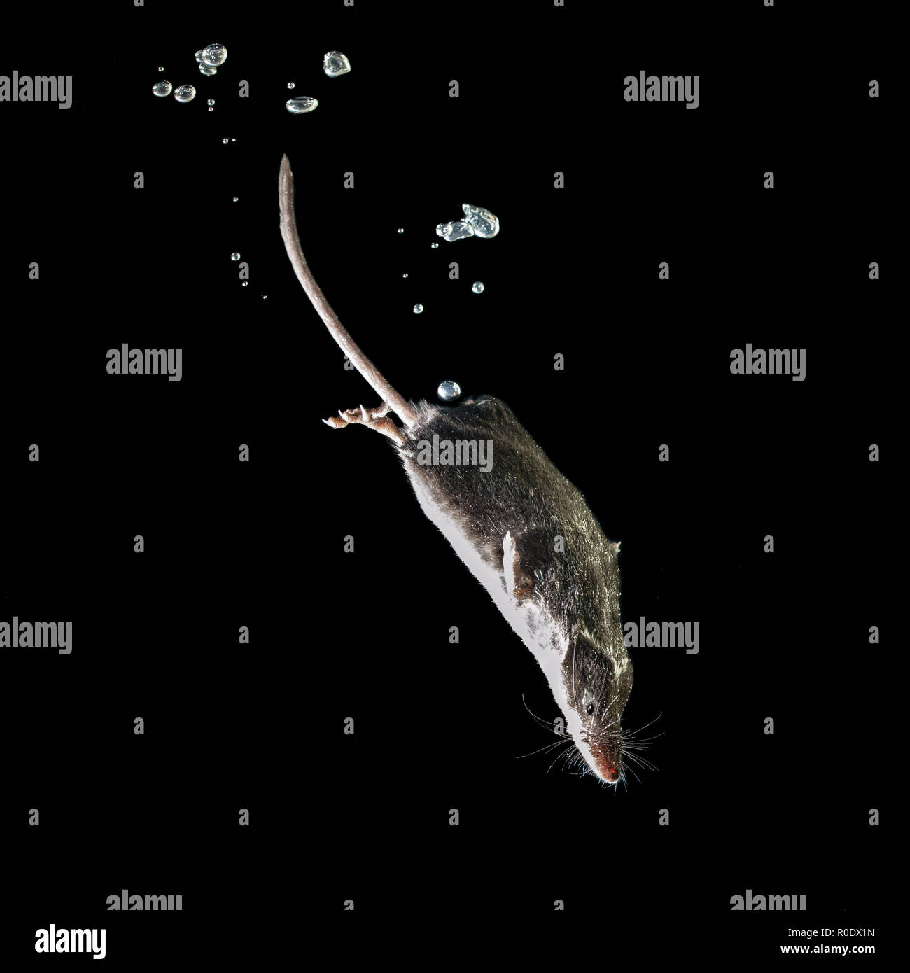 Aquatic Animal Watershrew (neomys fodiens), Mouse diving on it's search for Food Stock Photo