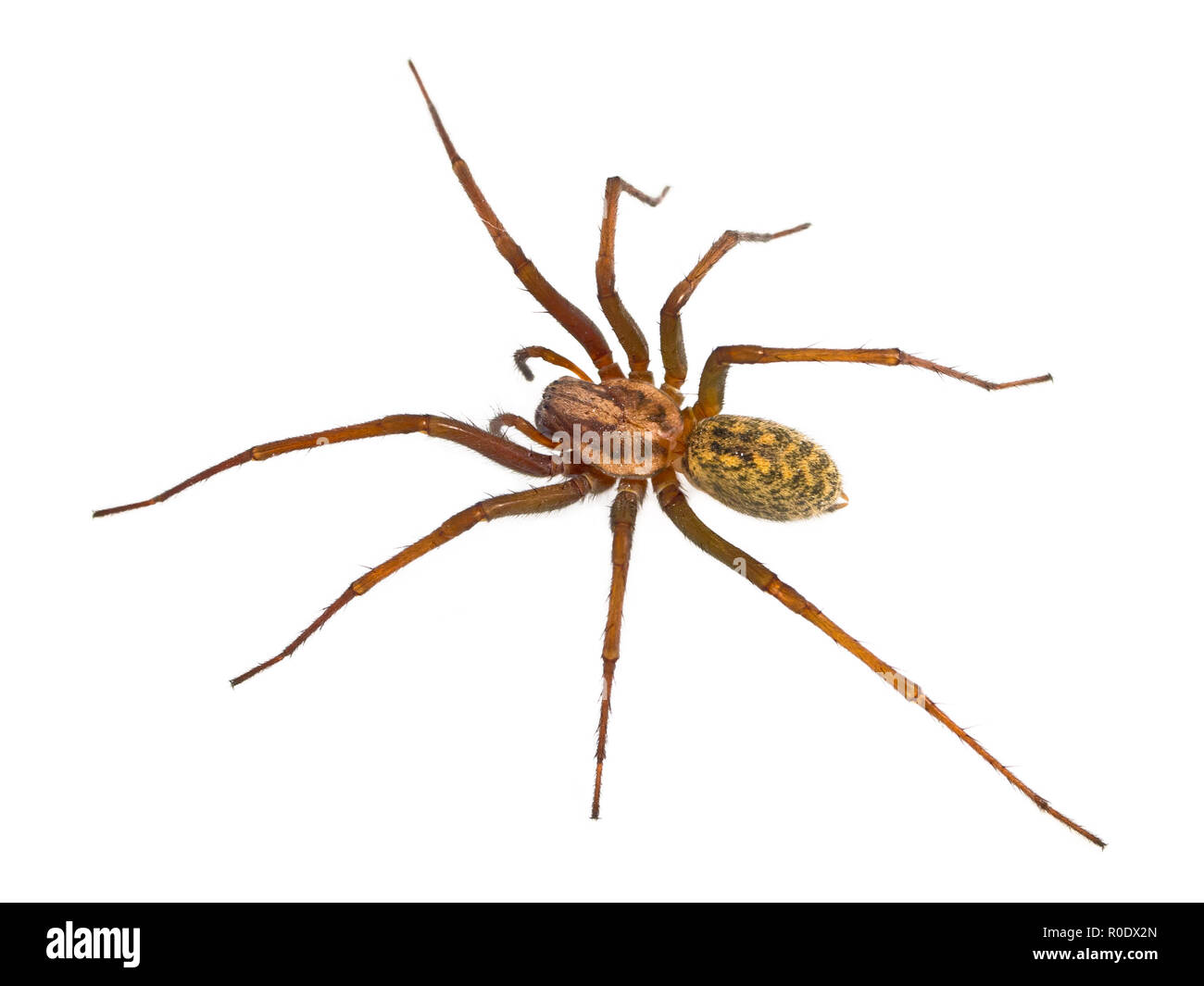 Hairy house spider (Tegenaria domesticus) on white background Stock Photo
