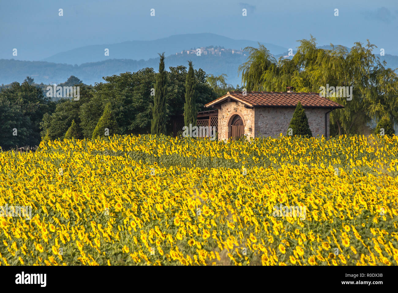 Field of Sunflowers in Tuscany Landscape, Italy Stock Photo - Alamy