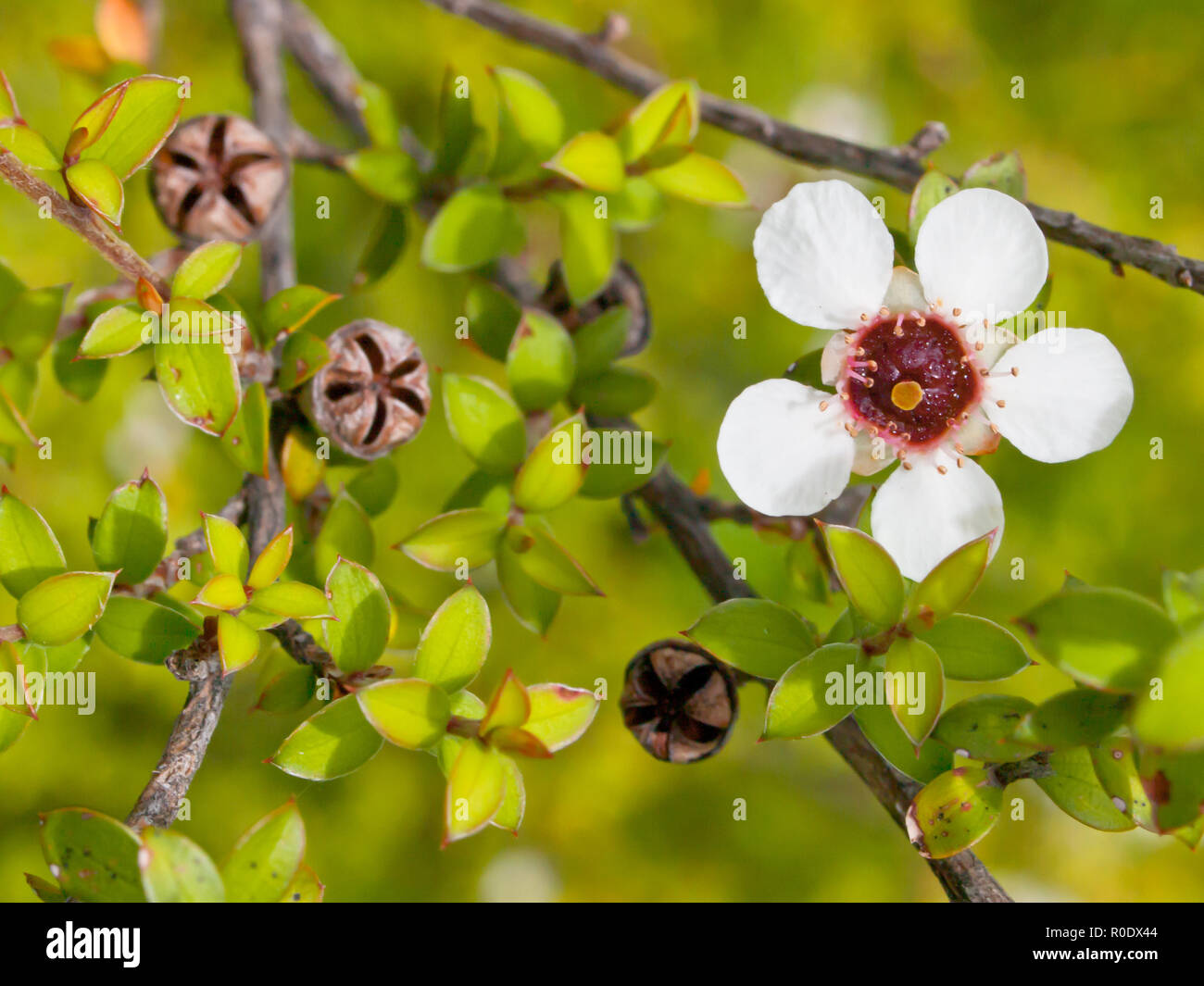 Tea tree flower hires stock photography and images Alamy