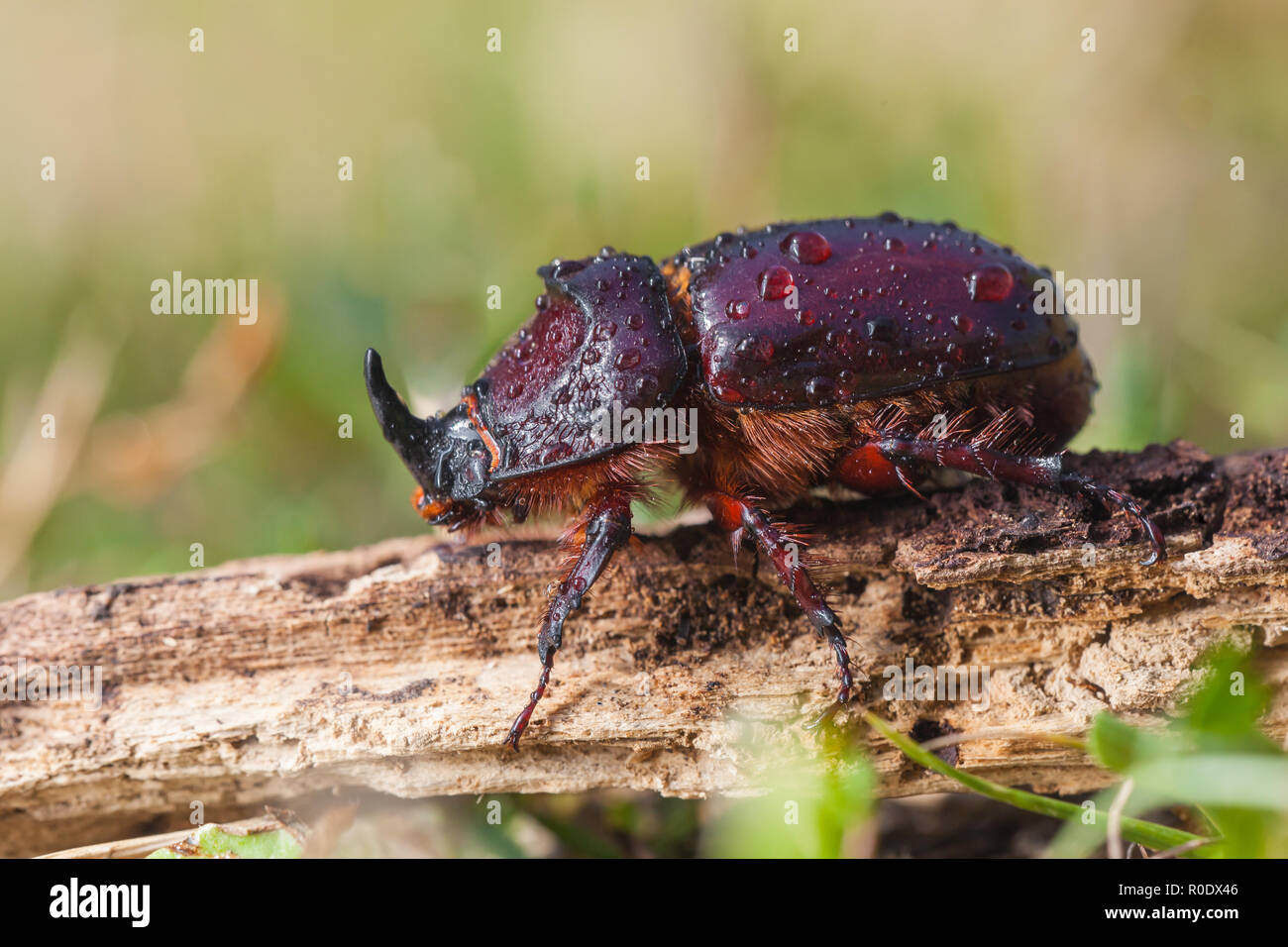 Close Up European Rhinoceros Beetle Oryctes Nasicornis In Natural Close Up European Rhinoceros Beetle Oryctes Nasicornis In Natural