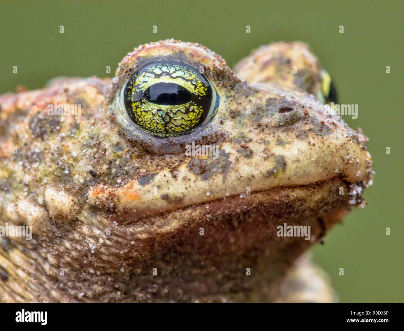 Amphibian Head with Green Background Stock Photo - Alamy