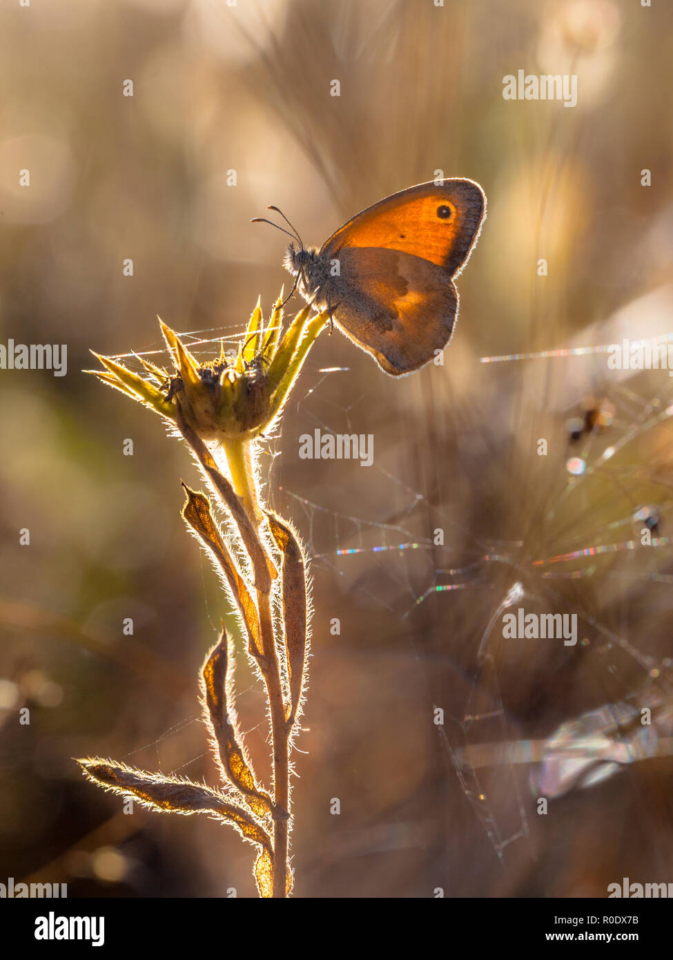 Small Heath Coenonympha pamphilus is a butterfly species belonging to the family Nymphalidae Stock Photo