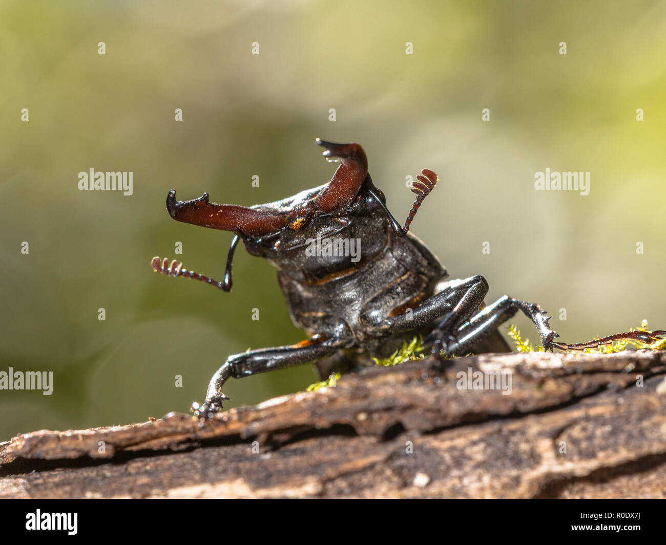 Lucanus cervus is the best-known species of stag beetle in the West ...