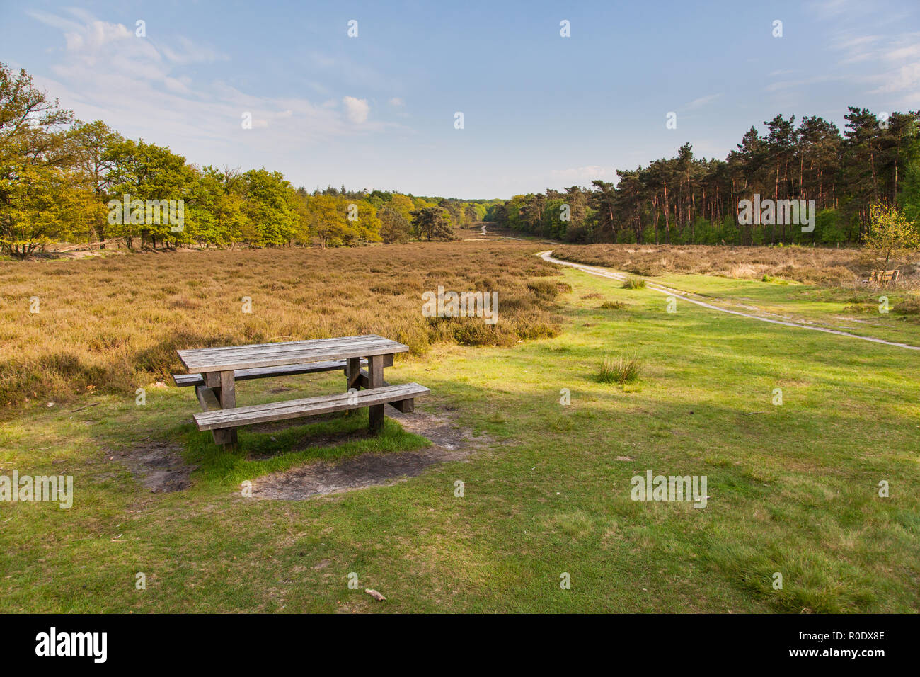 Dutch Natural Heathland Reserve Schaapdrift on Warnsborn Estate near Arnhem Stock Photo