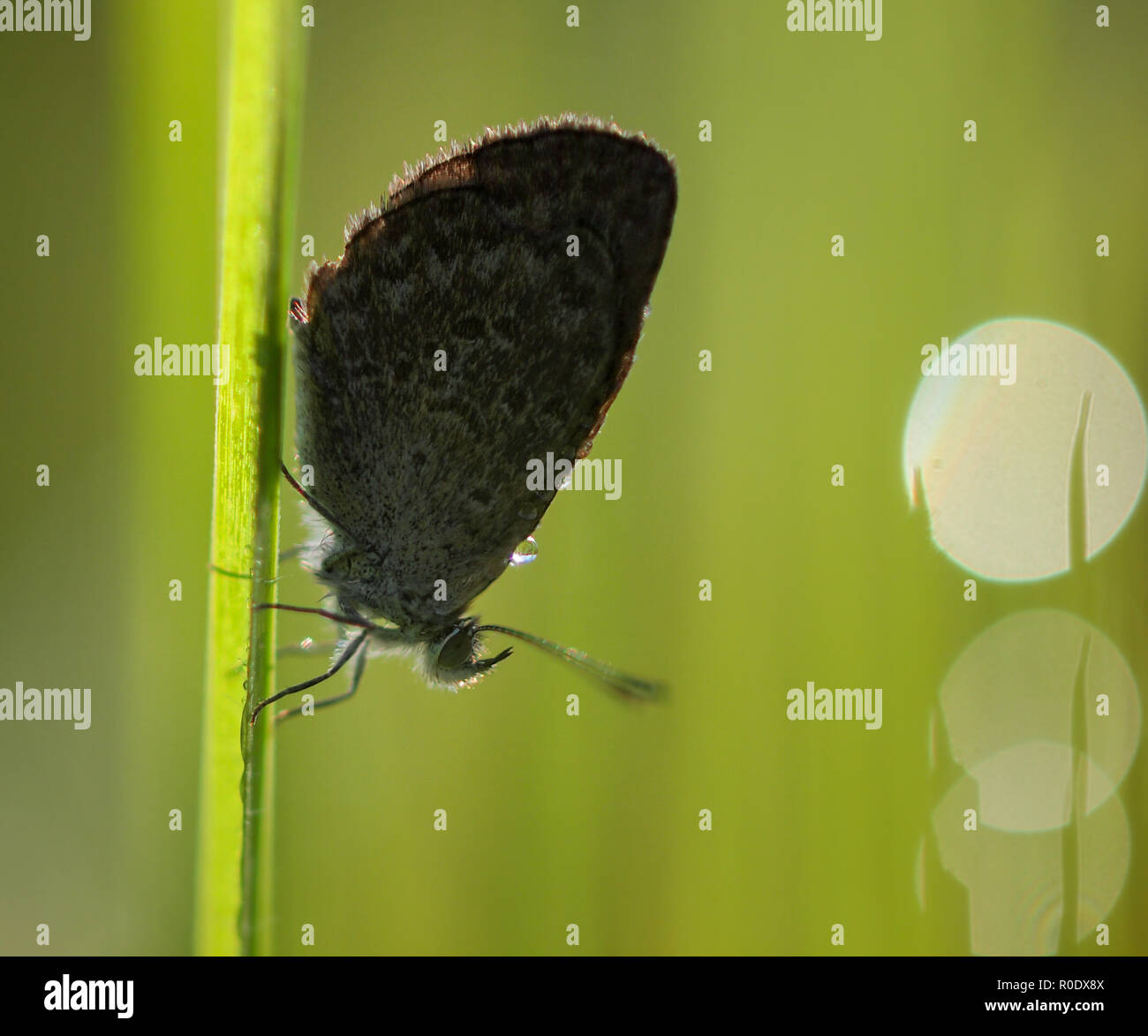 Silhouette of Butterfly (Zizina otis labradus) Warming its Wings in the rising Sun Stock Photo