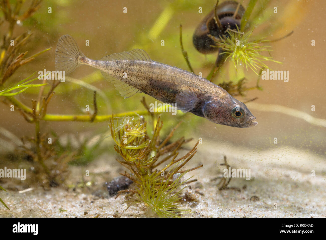 Ninespine Stickleback Freshwater Fish (Pungitius pungitius) in Natural Habitat Stock Photo