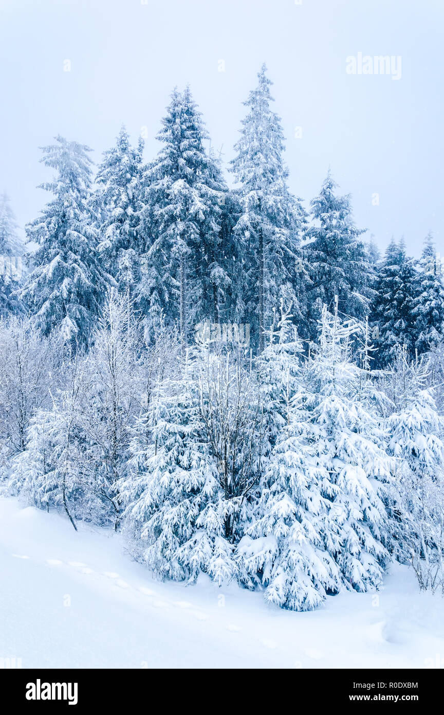 Magical winter landscape: snow covered fir trees in forest. Falling snow. Stock Photo