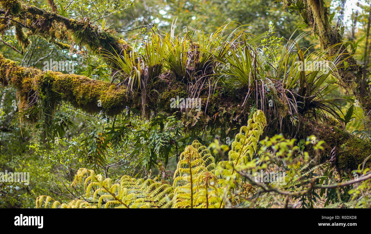 Jungle Background of Orchids and Epyfites on a Branch Stock Photo