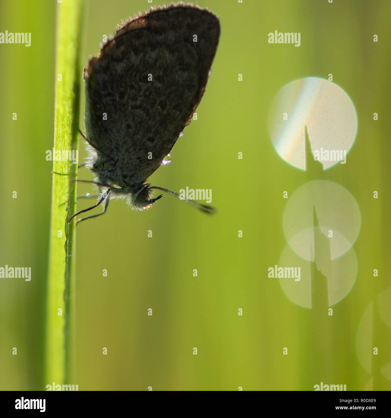 Background of Black Back Lit Common Blue Butterfly in the Morning Sun Stock Photo