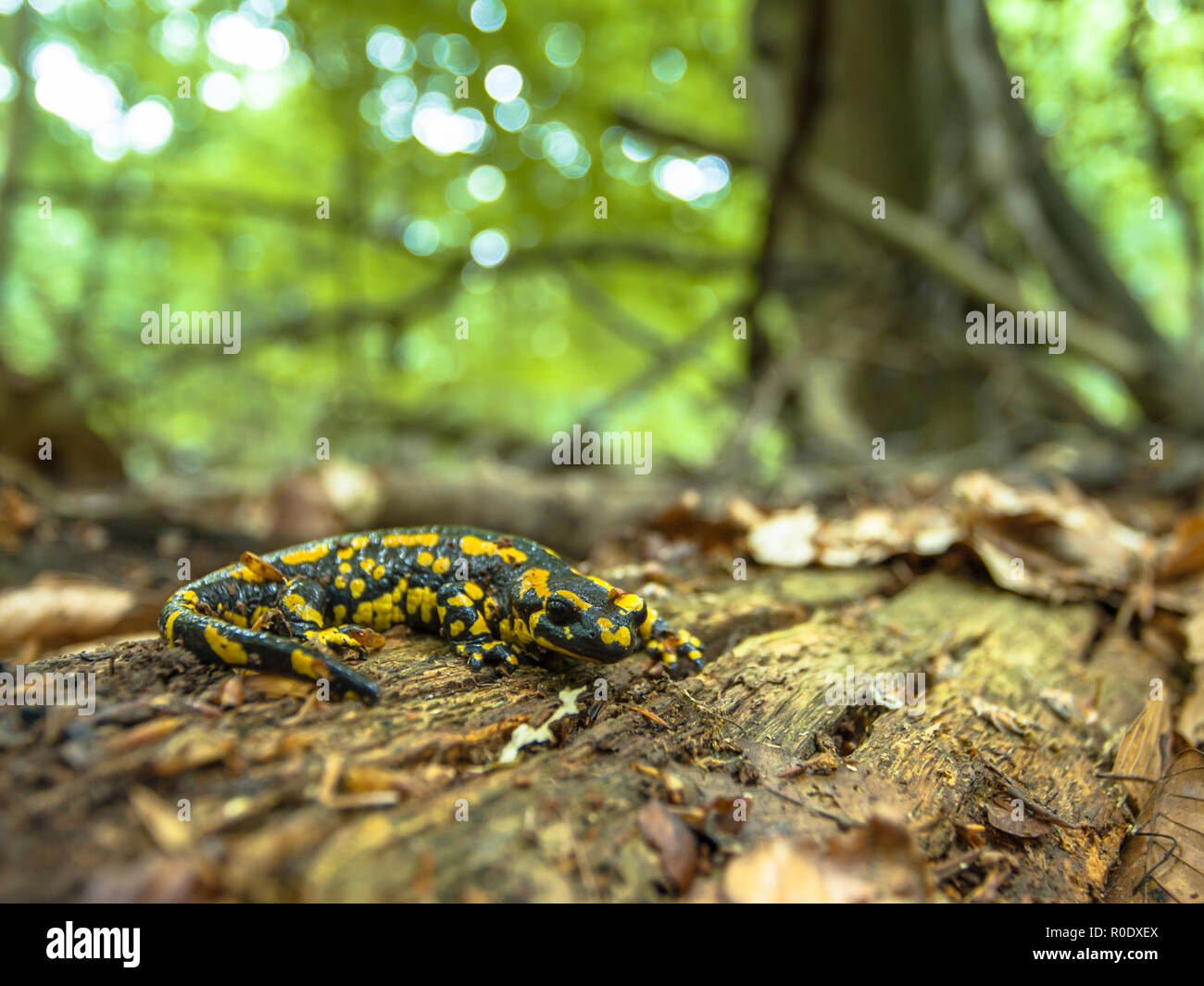 European black salamanders hires stock photography and images Alamy