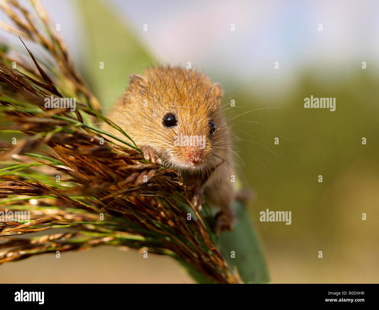 House mouse uk wild hires stock photography and images Alamy