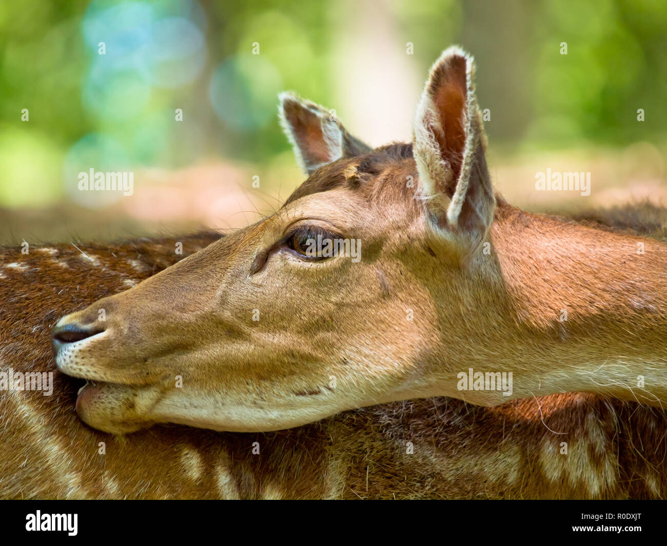 Head of a fallow deer (Dama dama) in its natural habitat Stock Photo