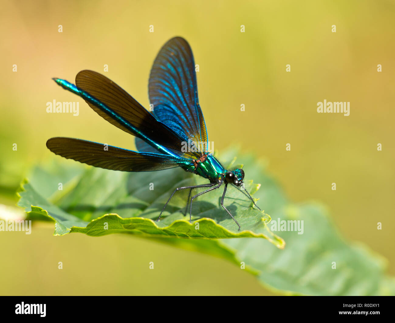 Closeup of a Beautiful Demoiselle Dragonfly (Calopteryx virgo) Male on a Leaf Stock Photo