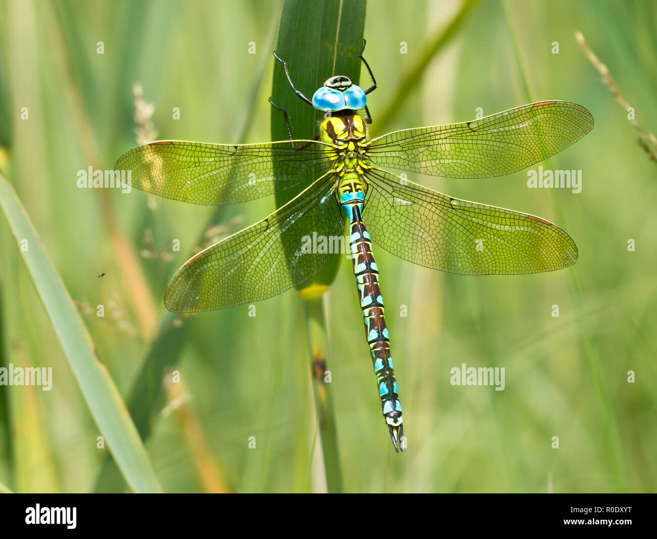 Green Hawker Dragonfly (Aeshna viridis) Warming its Wings in the Early Morning Sun Stock Photo