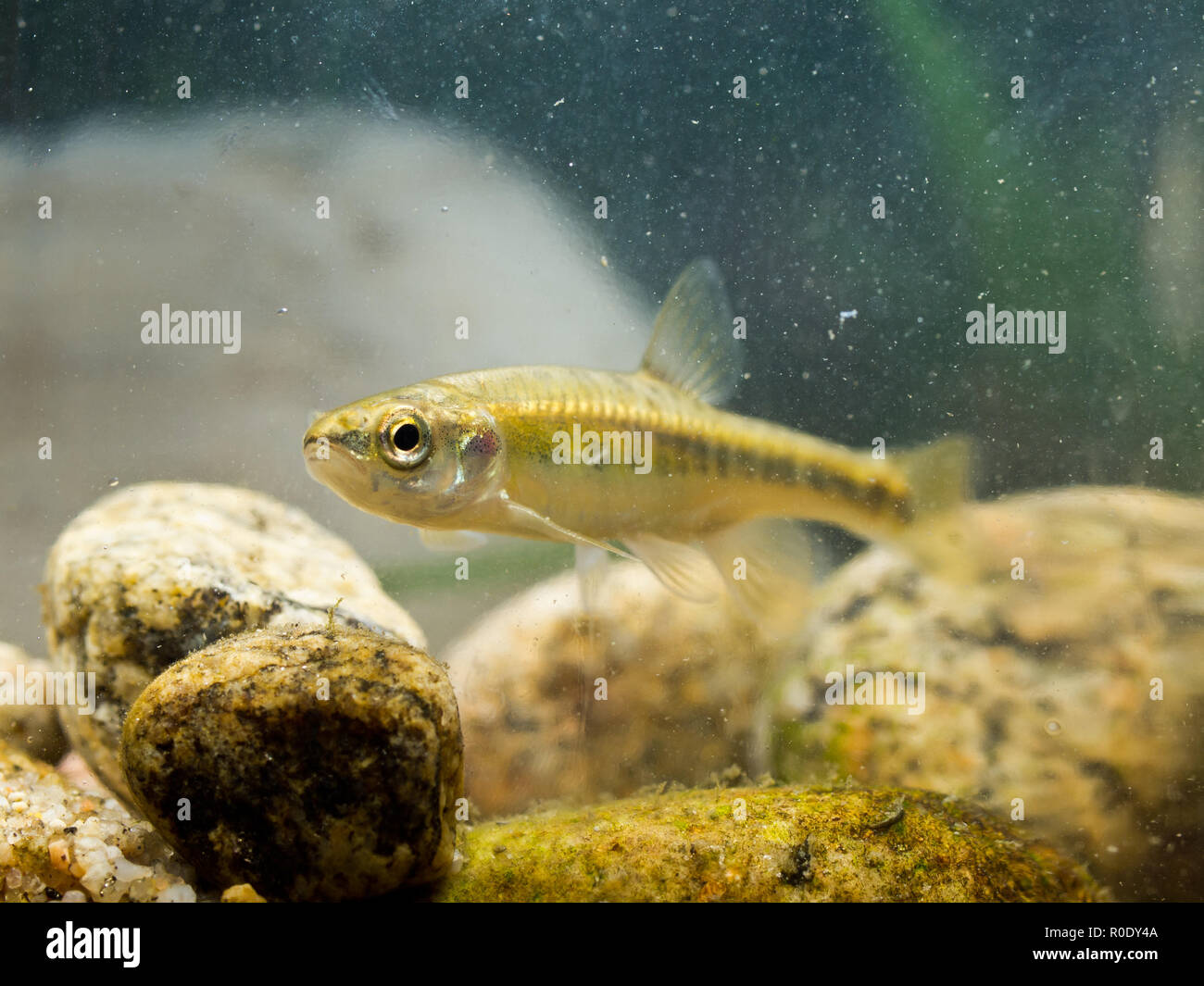 Eurasian minnow (Phoxinus phoxinus) is a Small Fish Carp Family Member living in fast flowing rivers in Eurasia Stock Photo