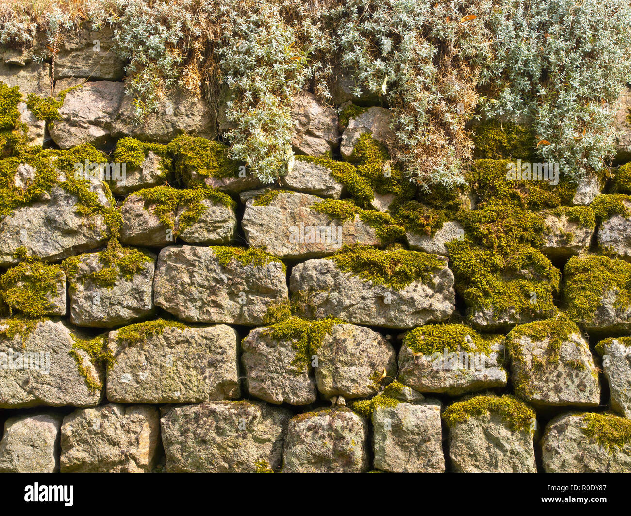 Old Stone Wall Background with Plants and Moss Stock Photo - Alamy