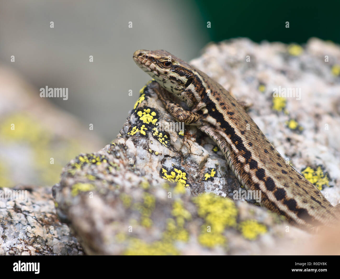 European Common Wall Lizard (Podarcis muralis) Basking in The Sun on a Stone Stock Photo
