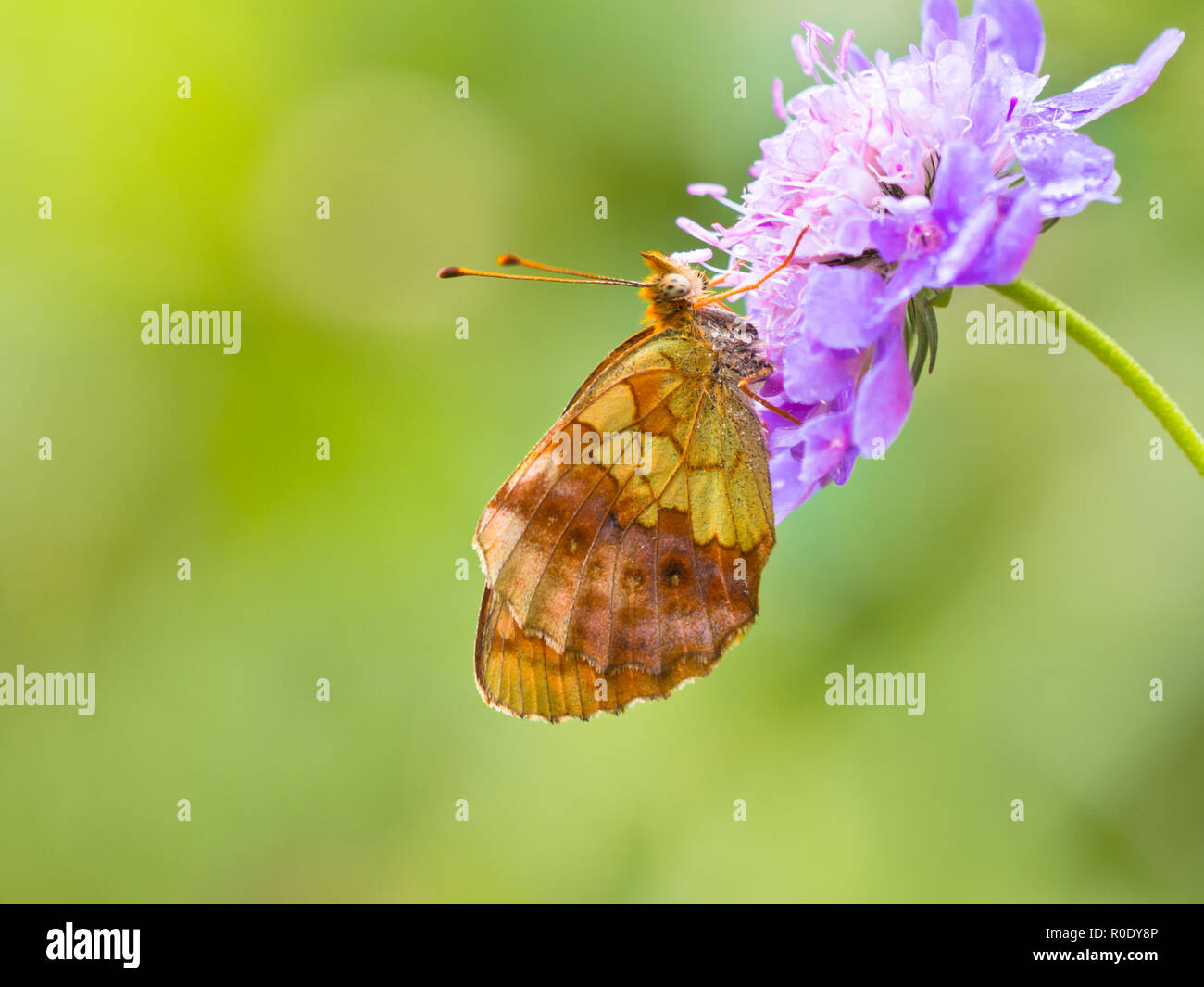 Beautiful Wild Lesser Marbled Fritillary Butterfly (Brenthis ino) - Feeding on Flowers Stock Photo