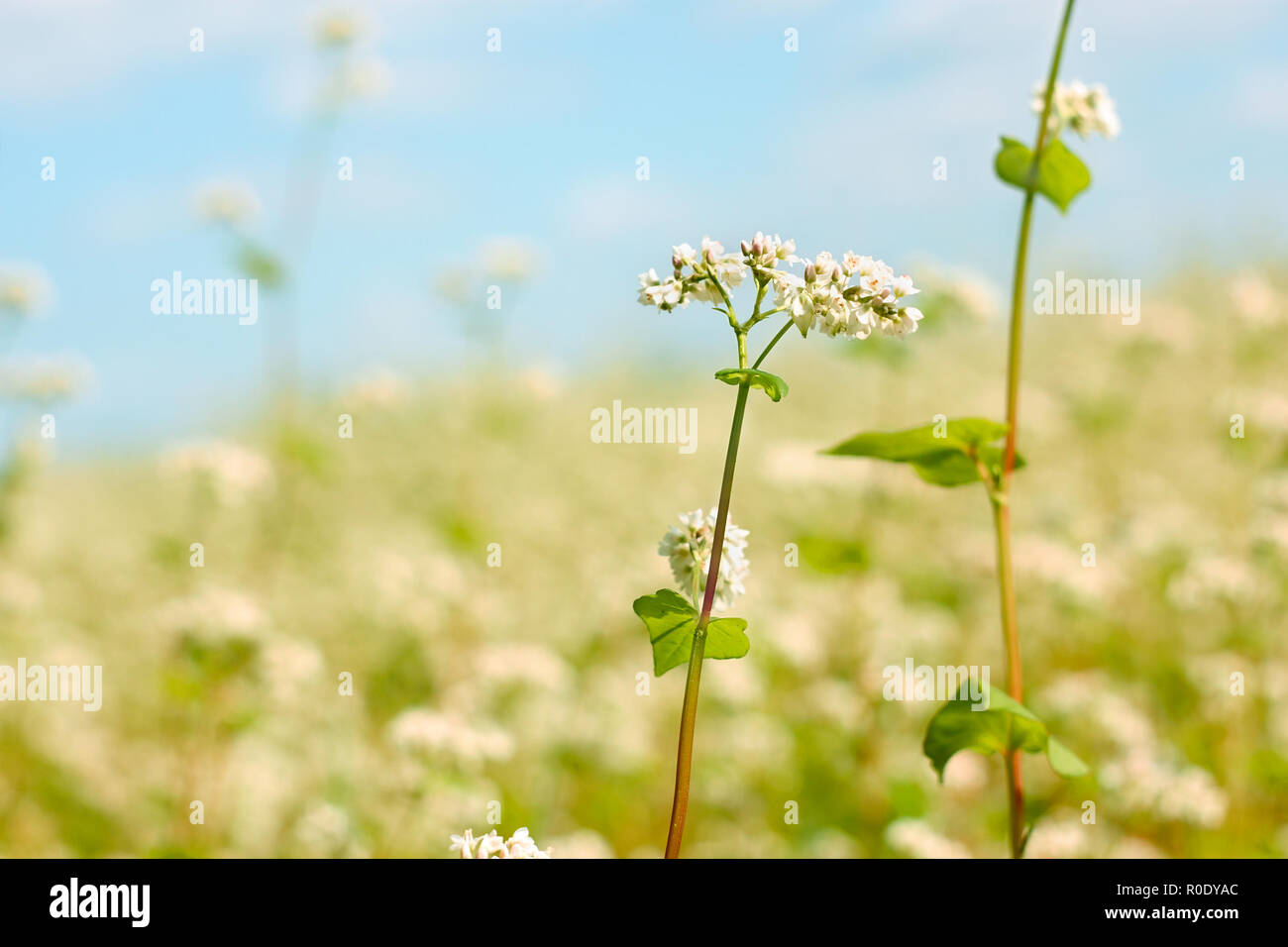 Buckwheat flower above flowering field in a fine summer day Stock Photo