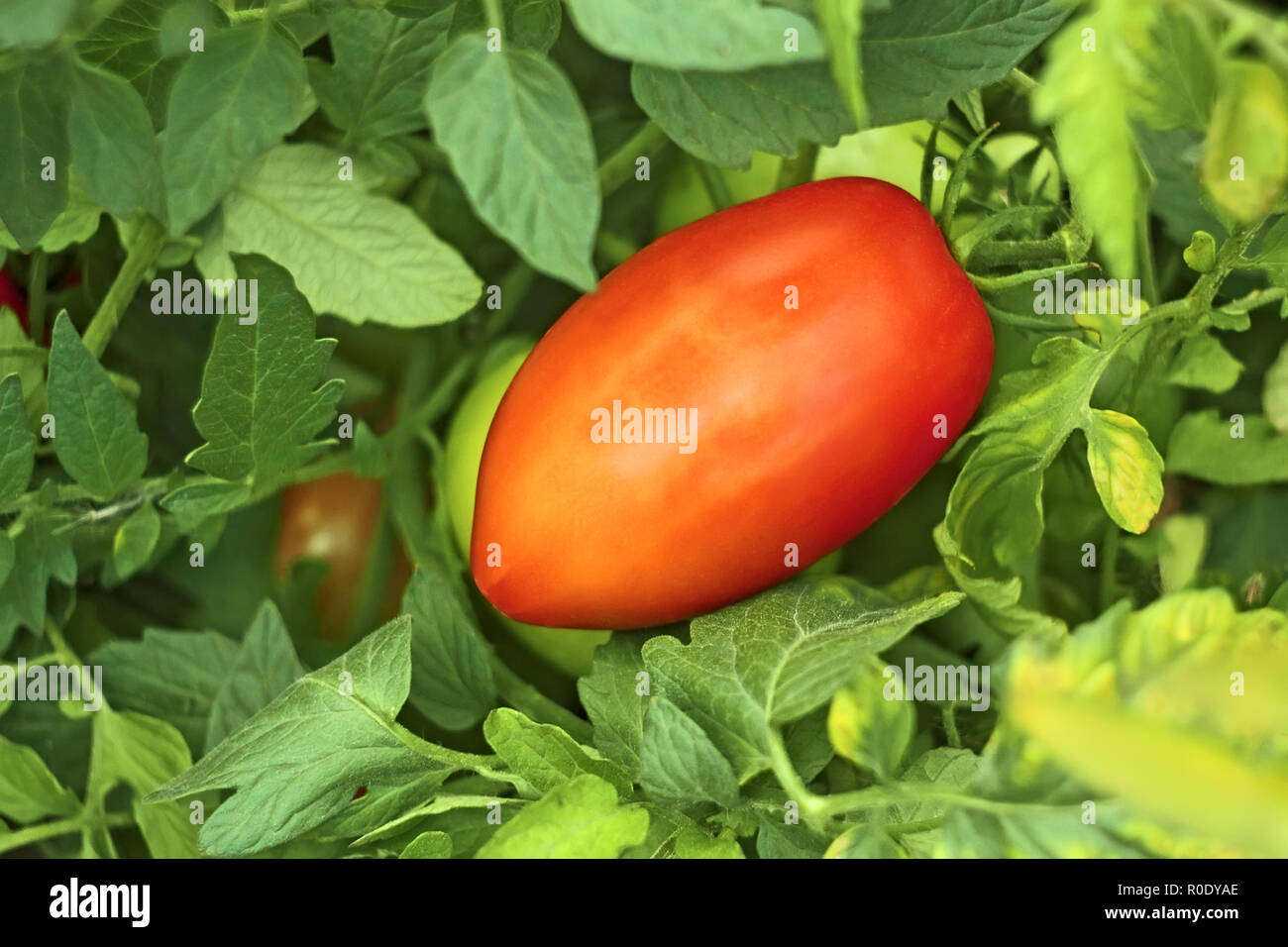 Ripe red oblong tomato among leaves in garden close up Stock Photo