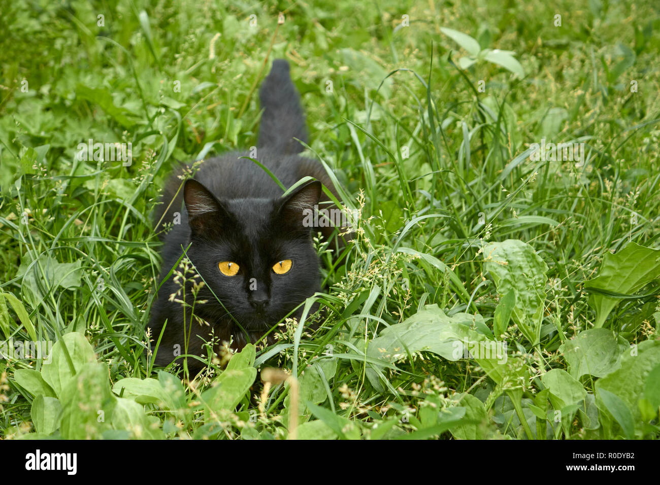 Young black cat in ambush among the green motley grass outdoors Stock Photo