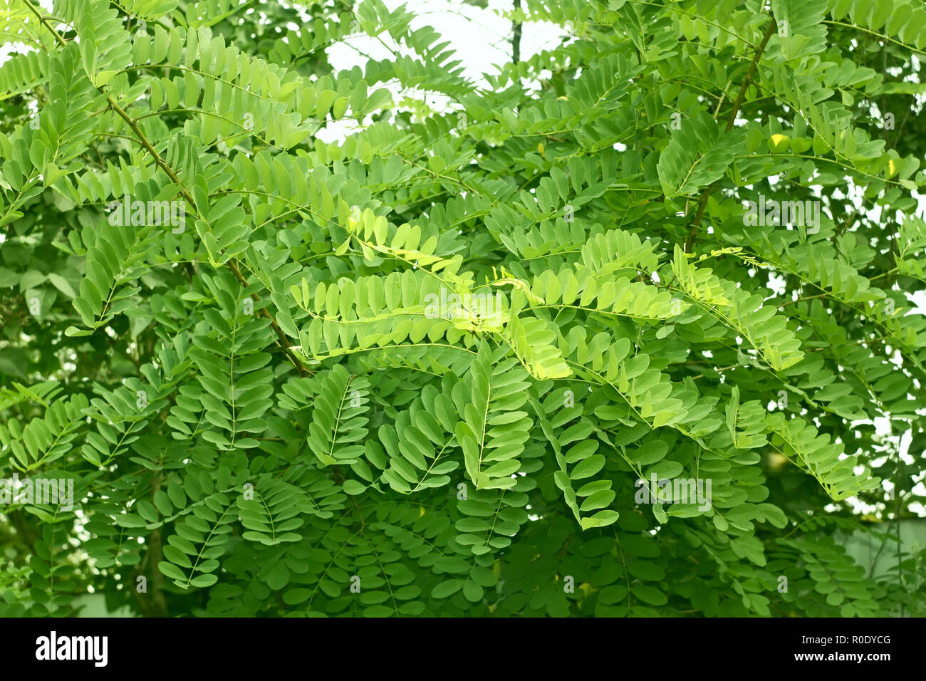 Detail Of The Young Green Shoots Of Acacia Tree Stock Photo Alamy Detail Of The Young Green Shoots Of Acacia Tree Stock Photo Alamy