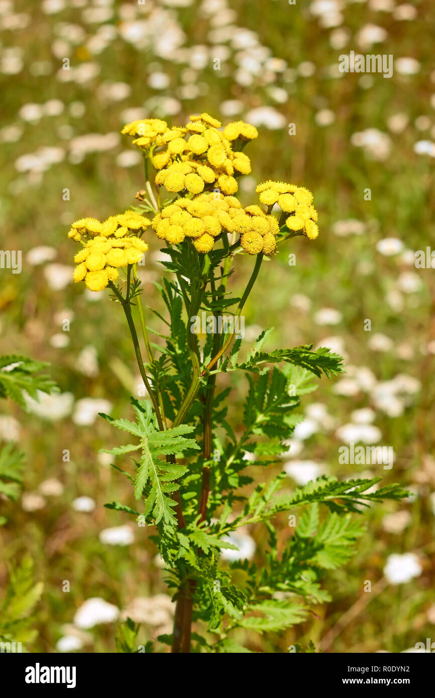 Tansy plant flowering on a meadow in summertime Stock Photo