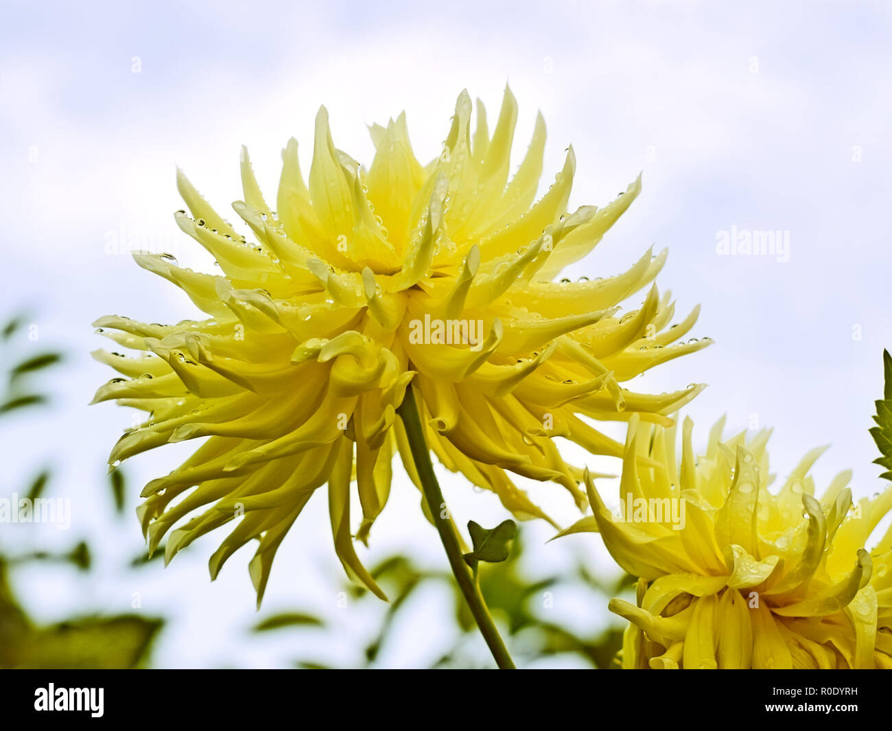 Yellow dahlia flowers on the sky background close up Stock Photo