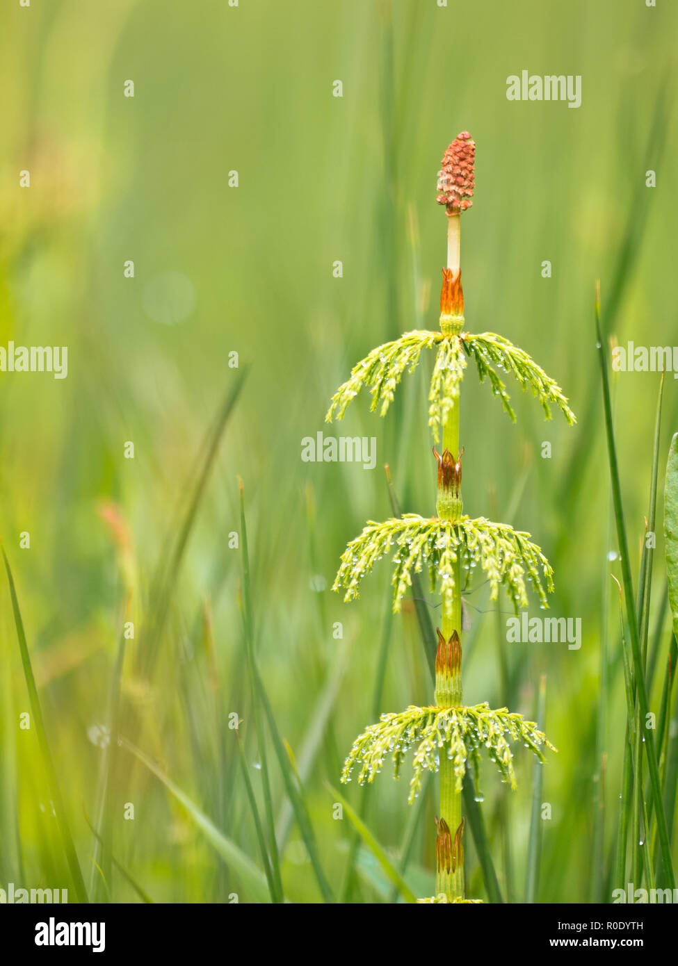 Wood horsetail (Equisetum sylvaticum) in a field with shallow depth Stock Photo