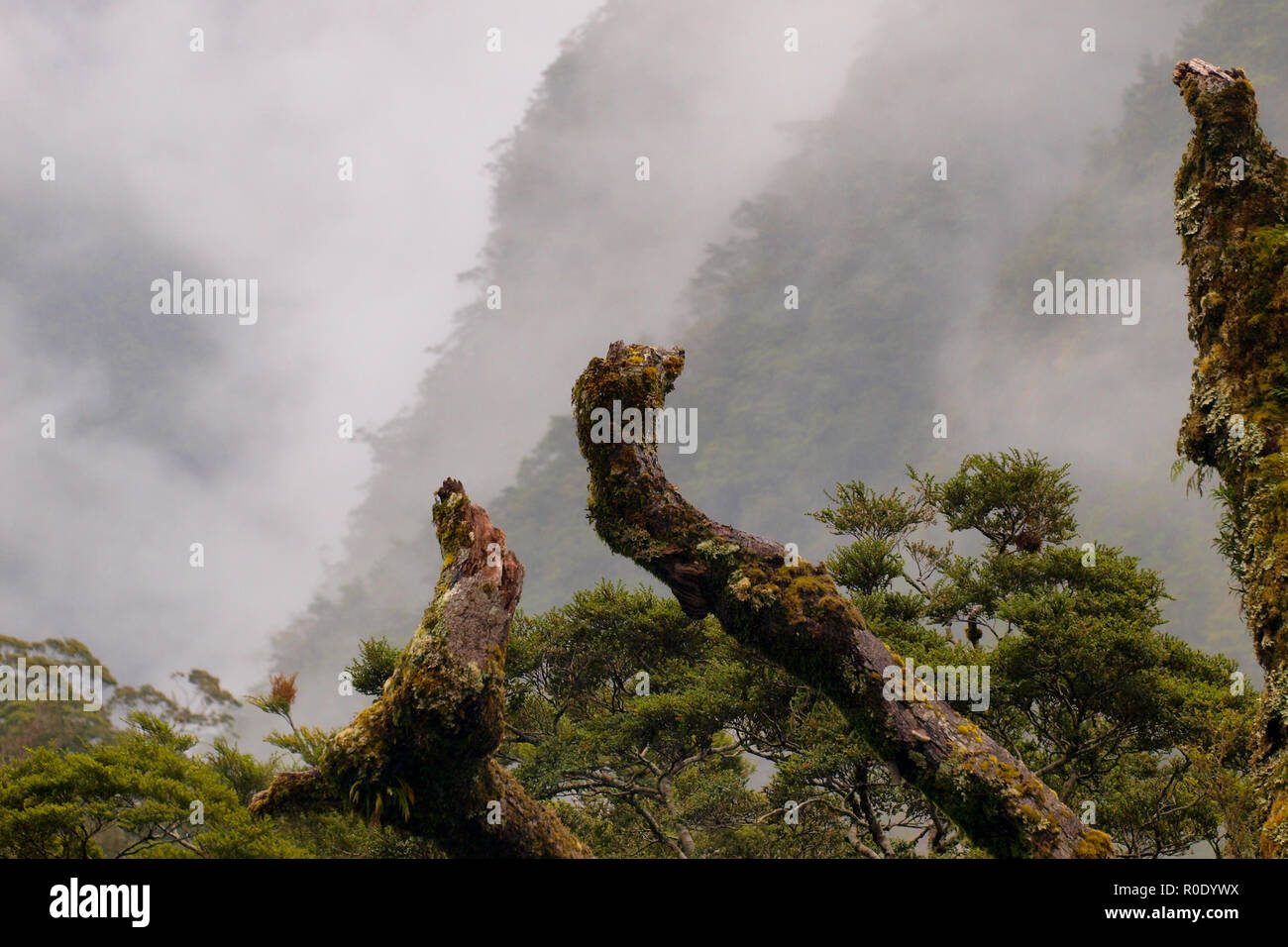 Mossy branches in a misty mountain landscape on new zealands south island Stock Photo