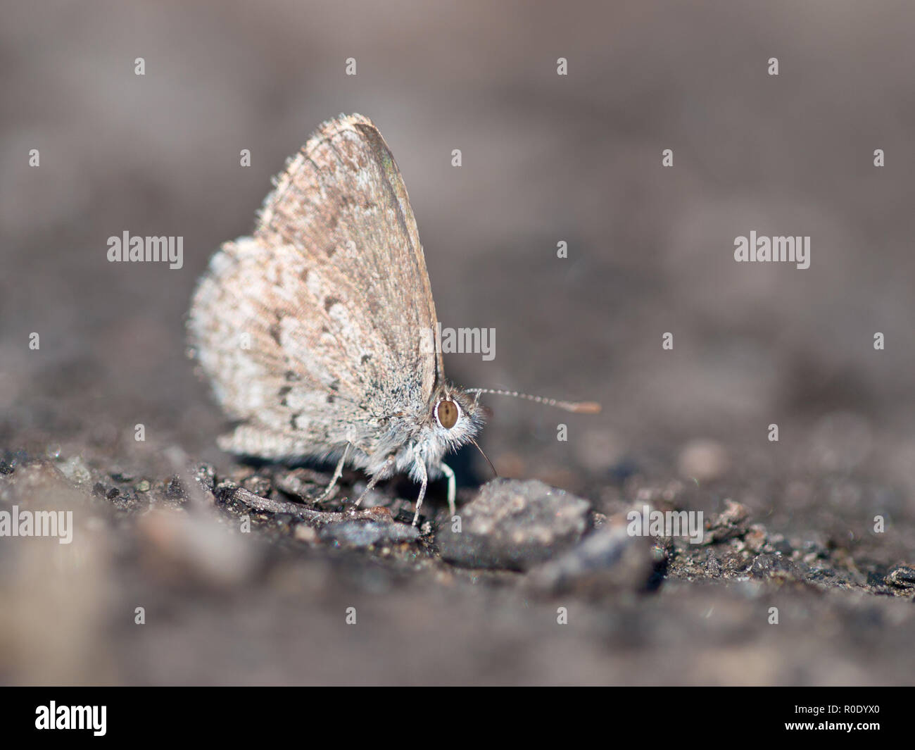 New Zealand Southern Blue (Zizina oxleyi) butterfly on drinking minerals on grey background Stock Photo