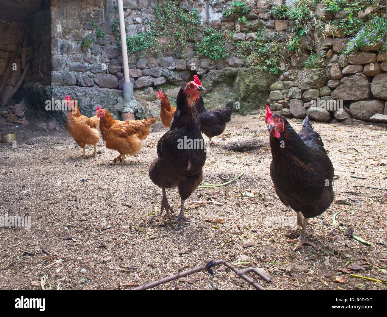 Group of chicken in an old hen house on the countryside of France Stock ...