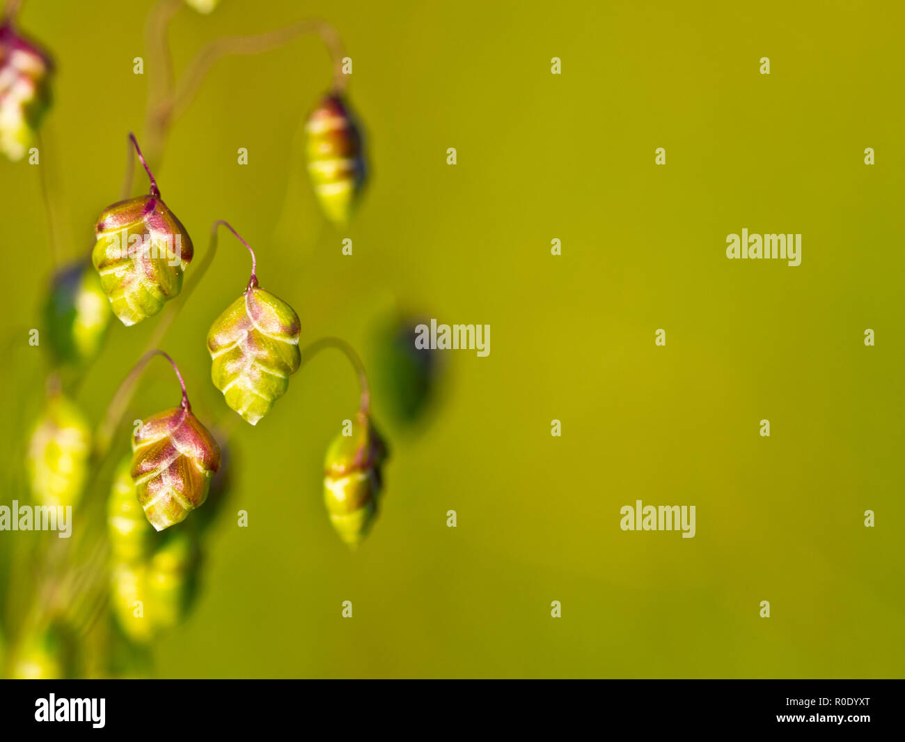Quaking grass (Briza media) with green background Stock Photo