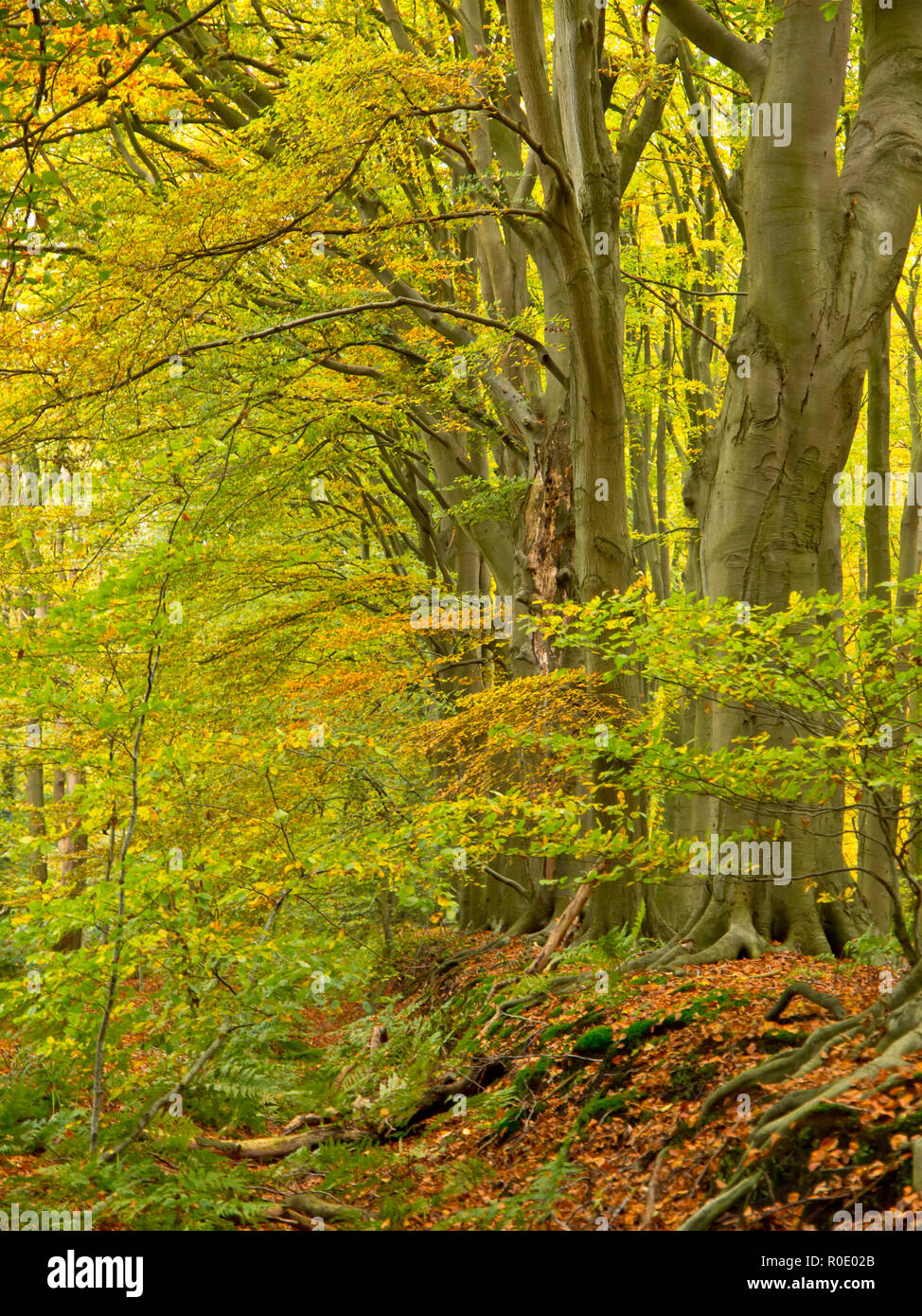 Autumnal beech tree leaves hi-res stock photography and images - Alamy
