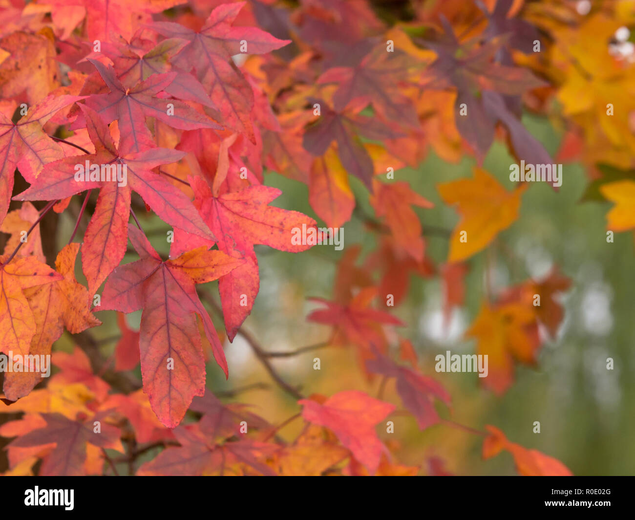 Many green maple leaves hi-res stock photography and images - Alamy