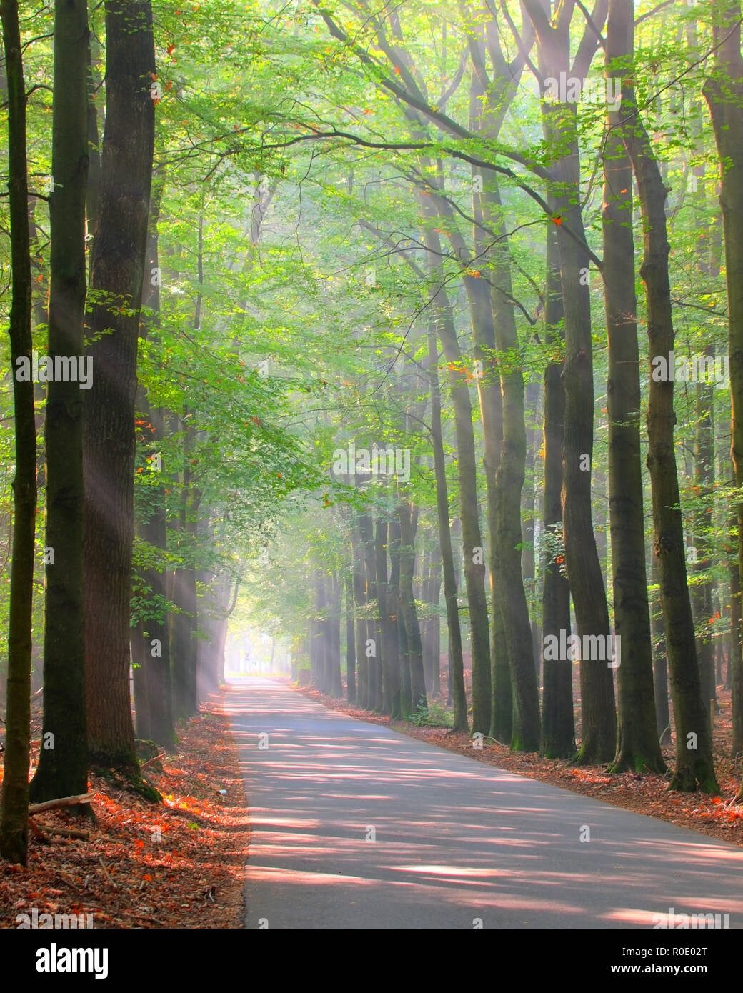 forest lane is brightly lit by sun rays Stock Photo