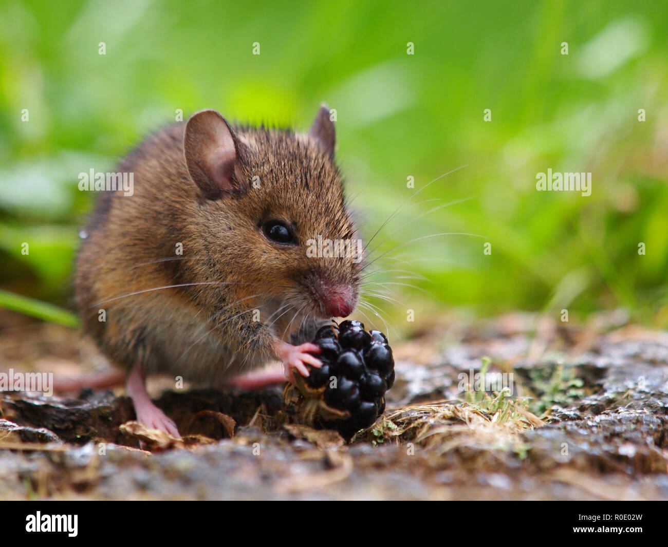 Wood mouse eating raspberry Stock Photo Alamy