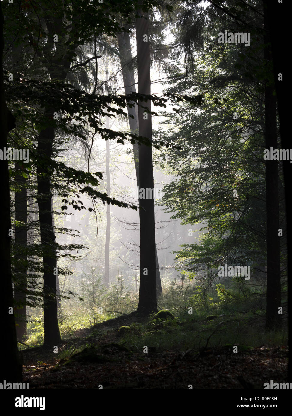 Picture of Forest silhouette hi-res stock photography and images - Alamy