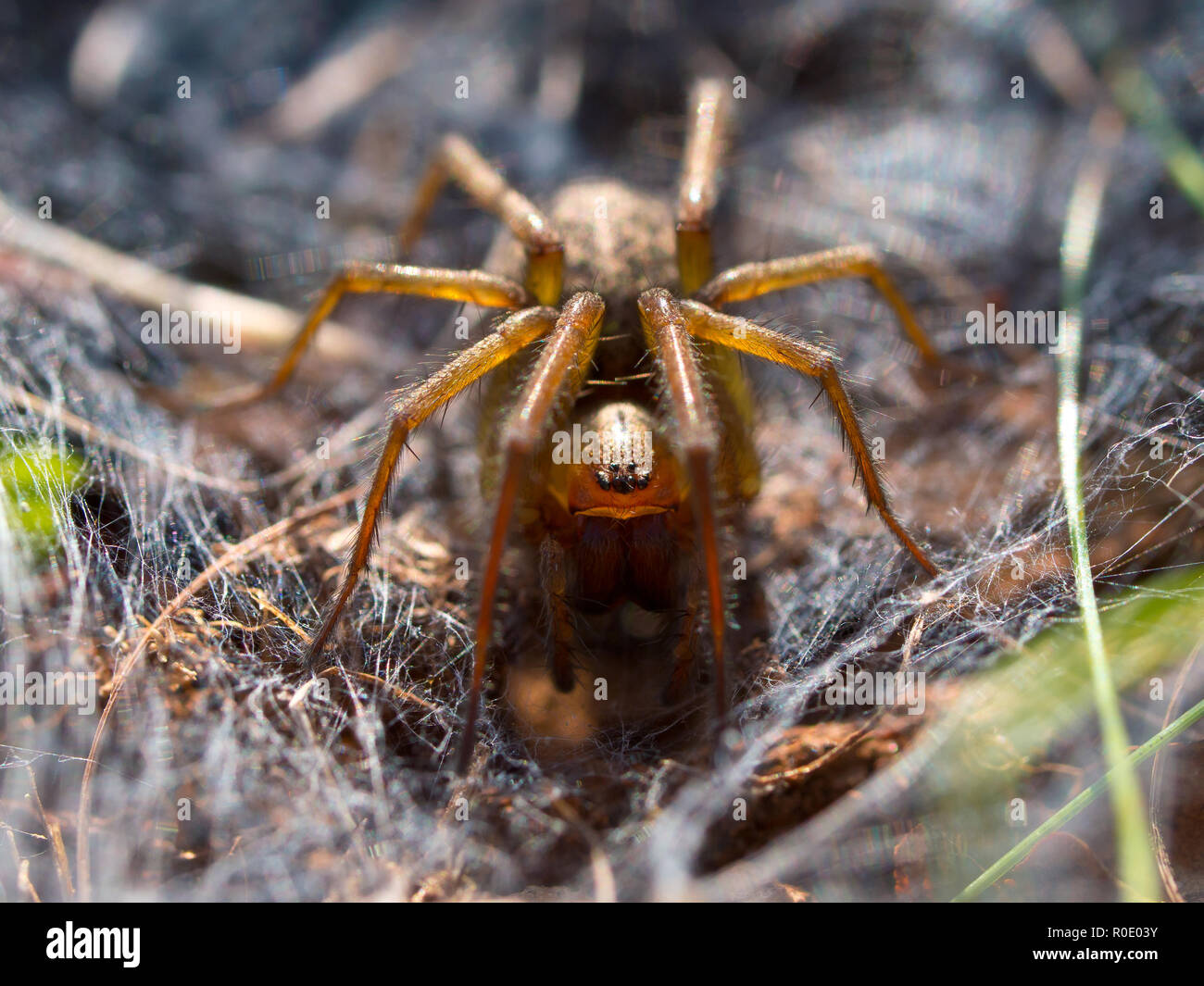 Spider in web frontal view Stock Photo