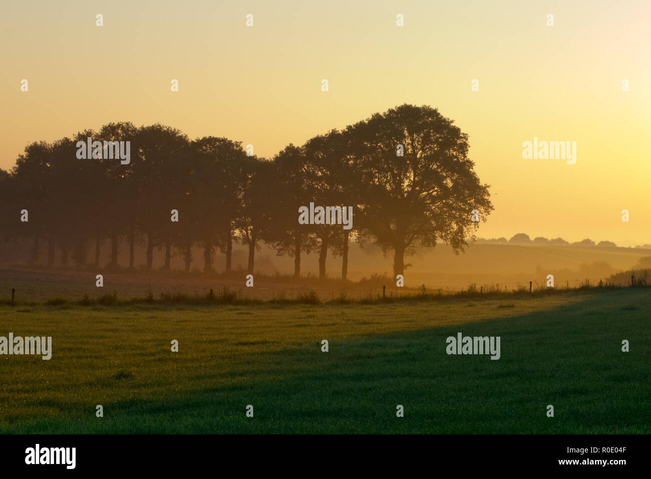 Row of trees during misty sunrise in agricultural landscape Stock Photo