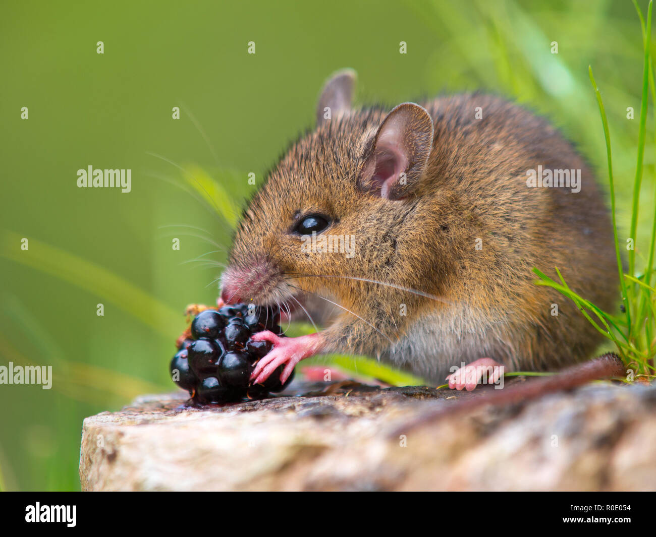 Wild mouse eating raspberry on log Stock Photo