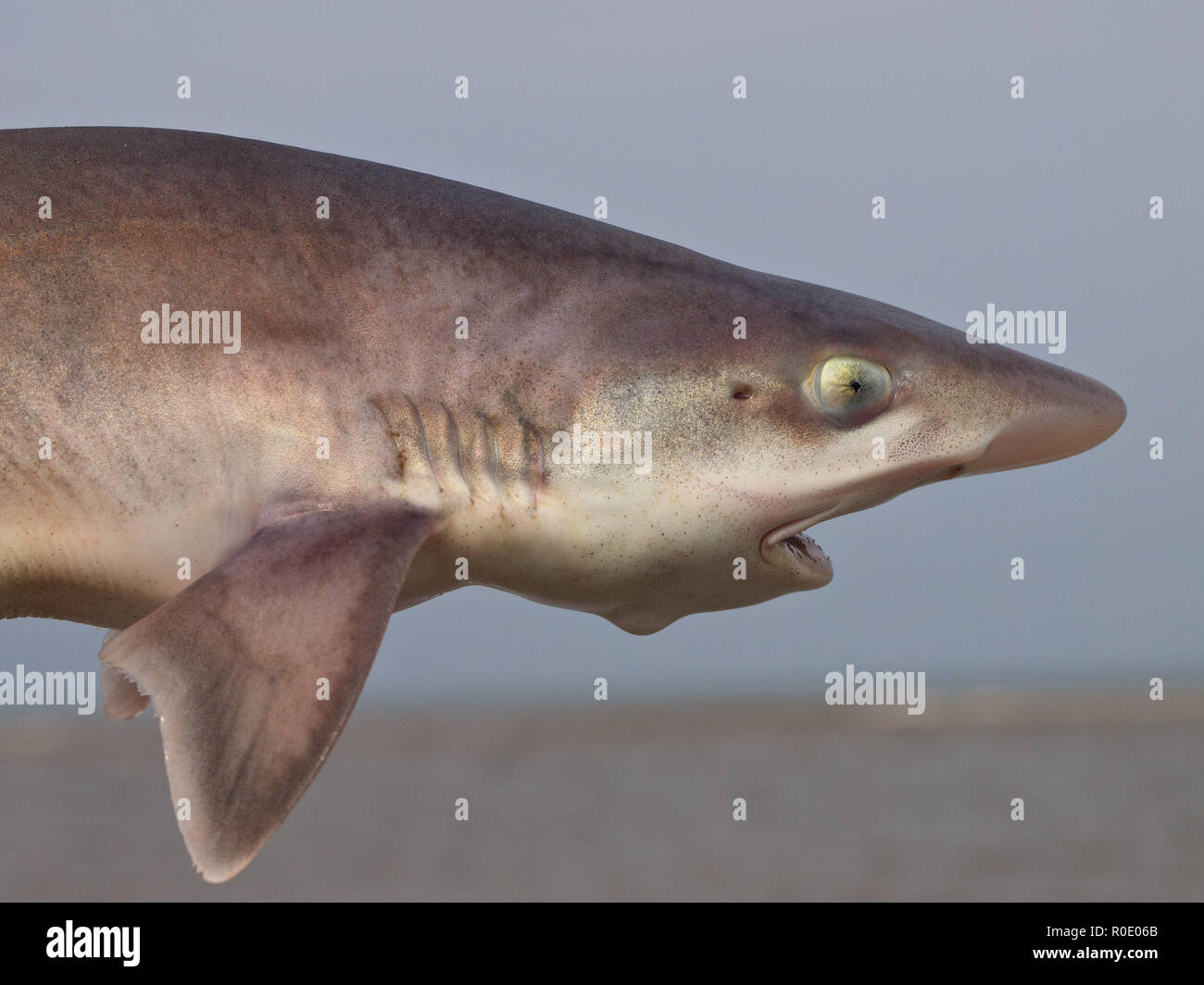 common smooth-hound (mustelus mustelus) shark sideview Stock Photo
