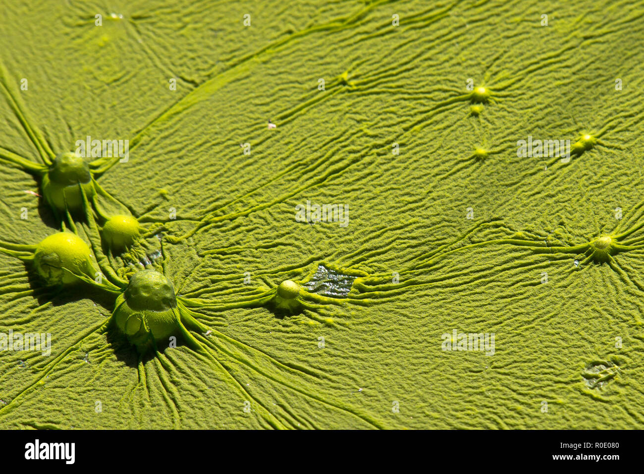 Floating algae bed (FLAB Stock Photo Alamy